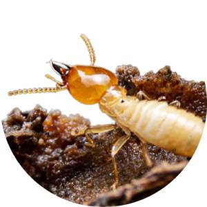 Termite Proof