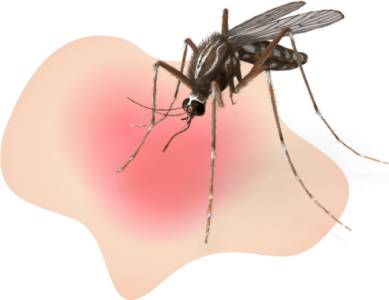 Mosquito Control