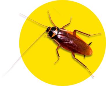 Cockroach Control