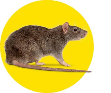 Rodent Control