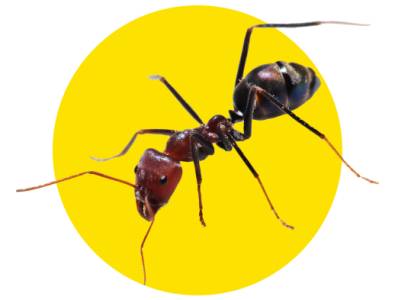 Ant Control