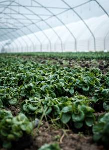 Organic Farming