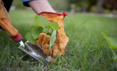 Weed Management