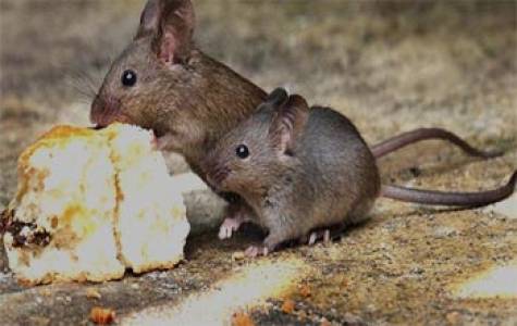 Rodent Control