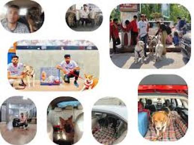 Pet Transportation