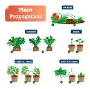 PLANT DIVISION