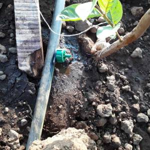 Drip Irrigation