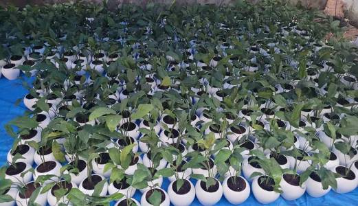 Nursery Management