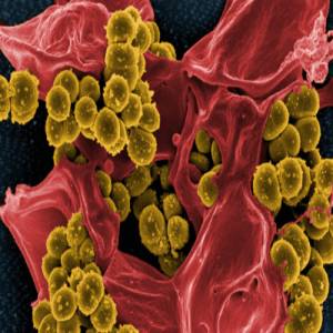 Bioseptic Biocleaner bacteria