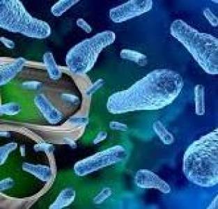 Anaerobic Bacteria