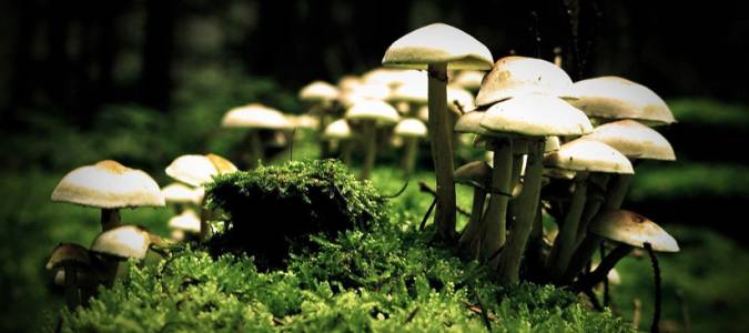 Mushroom training consultancy