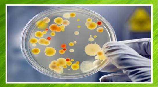 Biological Testing