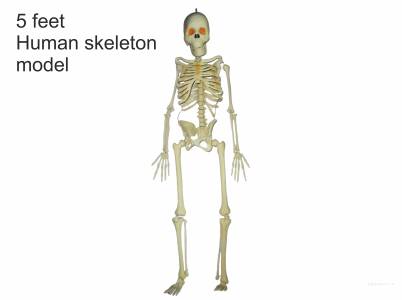 Human Skeleton Model Big
