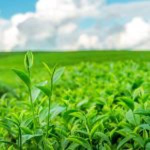 Agricultural
