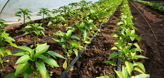Irrigation Systems