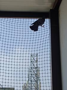 Kabootar Jali & Bird Net Installation