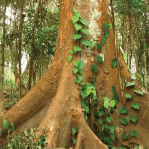 Hardwood (MR-Grade)