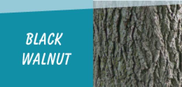 BLACK WALNUT