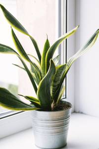 PLANTS & PLANTERS