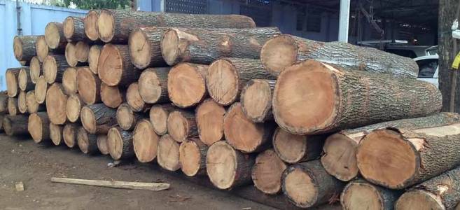 Silver Oak Wood