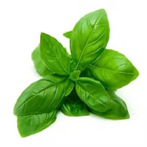 BASIL LEAVES