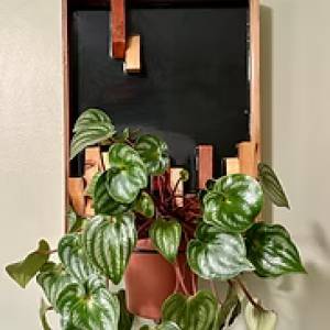 Resin Wall Plant Hanger
