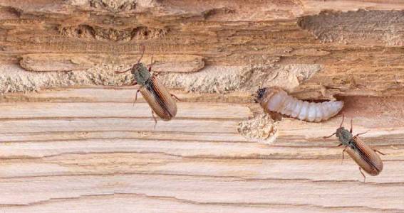 Wood Borer Control