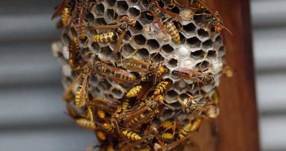 Bees and Wsap Control